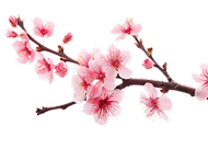 sakura branch flower